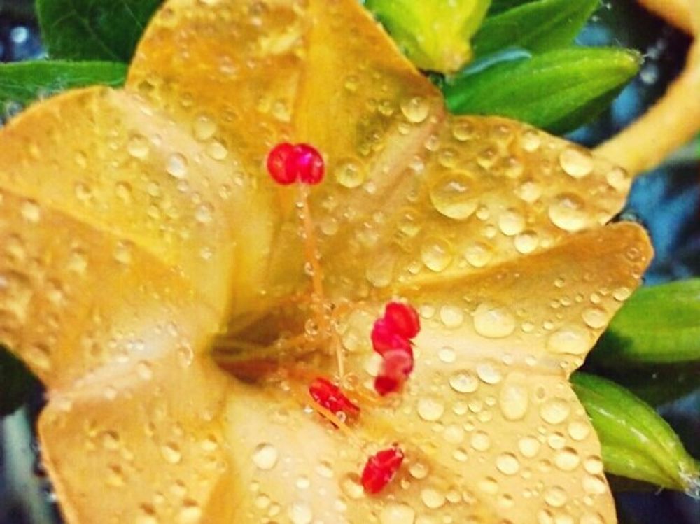 オシロイバナ　黄色い花　水滴