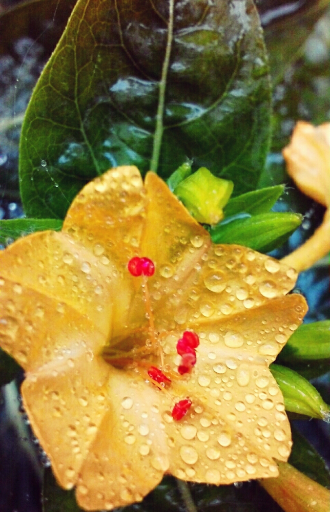 オシロイバナの育て方 種まきの時期や植え付け方法は Greensnap グリーンスナップ