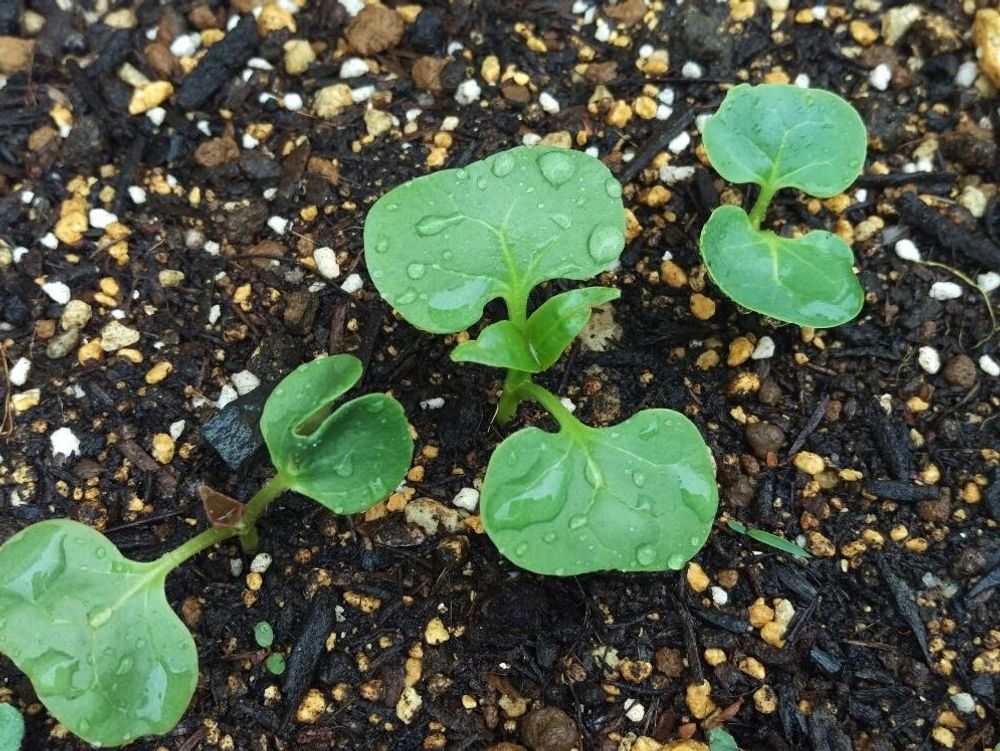 オシロイバナ　若葉　水滴