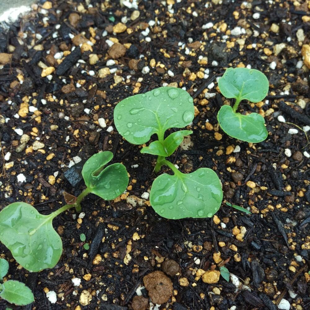 オシロイバナの育て方 種まきの時期や植え付け方法は Greensnap グリーンスナップ