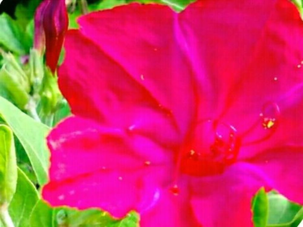 オシロイバナ　ピンク色の花