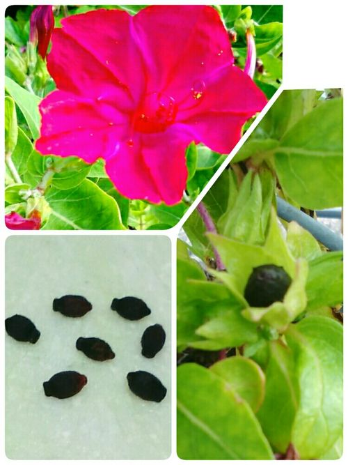 オシロイバナの育て方 種まきの時期や植え付け方法は Greensnap グリーンスナップ