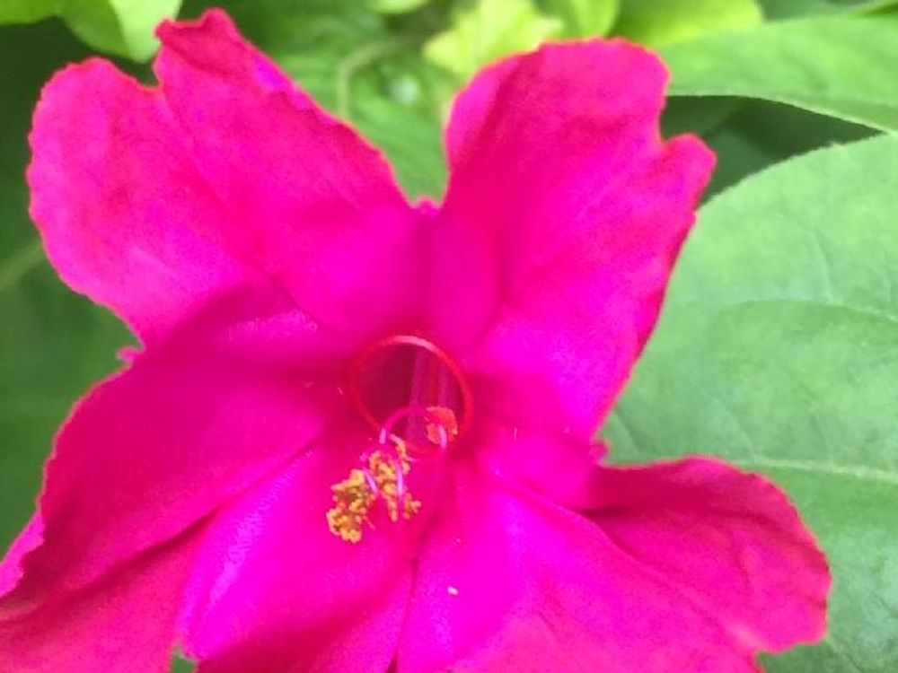 オシロイバナ　ピンク色の花