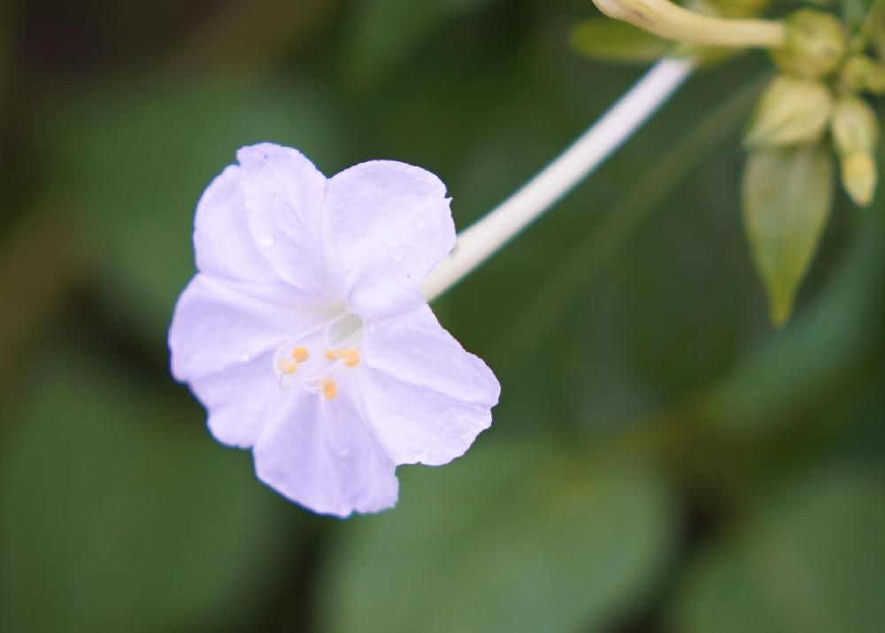 オシロイバナ　薄紫色の花
