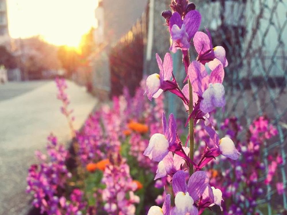 リナリア(姫金魚草)　ピンク色の花　日差し