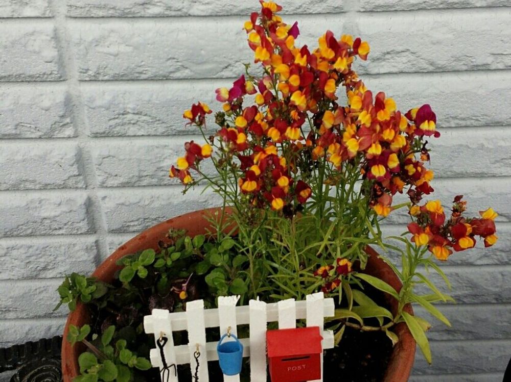 リナリア(姫金魚草)　鉢植え