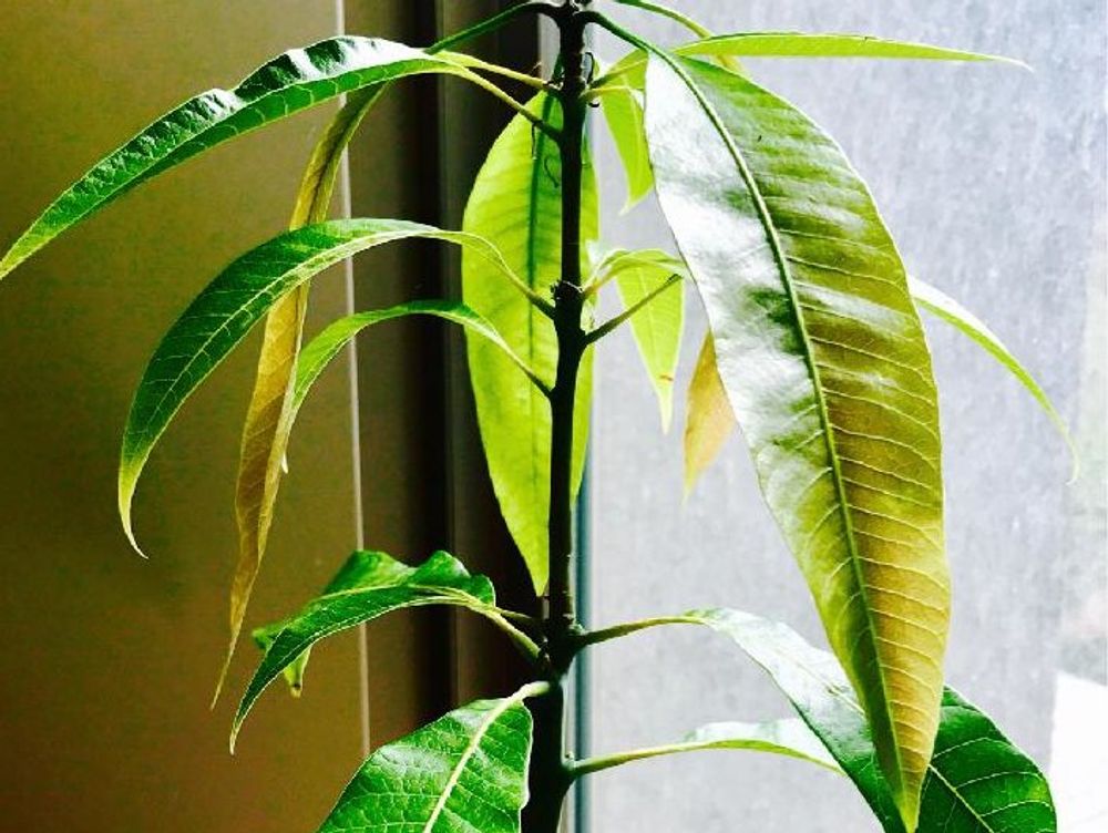マンゴーの木　鉢植え　窓際