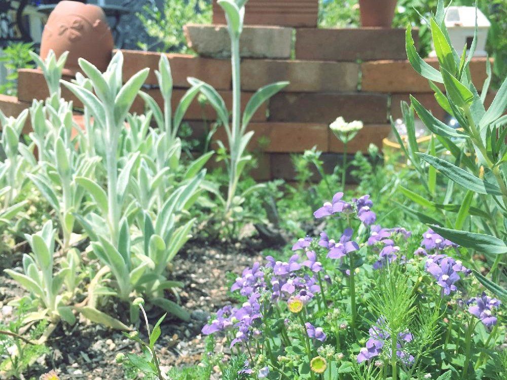 リナリア(姫金魚草)　地植え