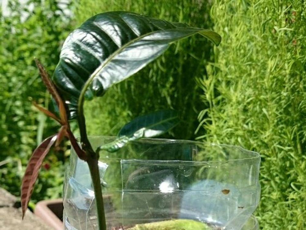 マンゴーの木　ペットボトルの底　株