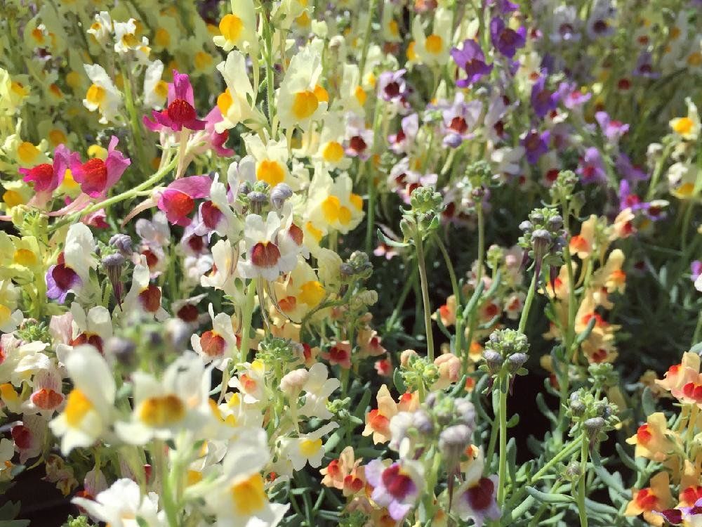 リナリア(姫金魚草)　たくさんの花