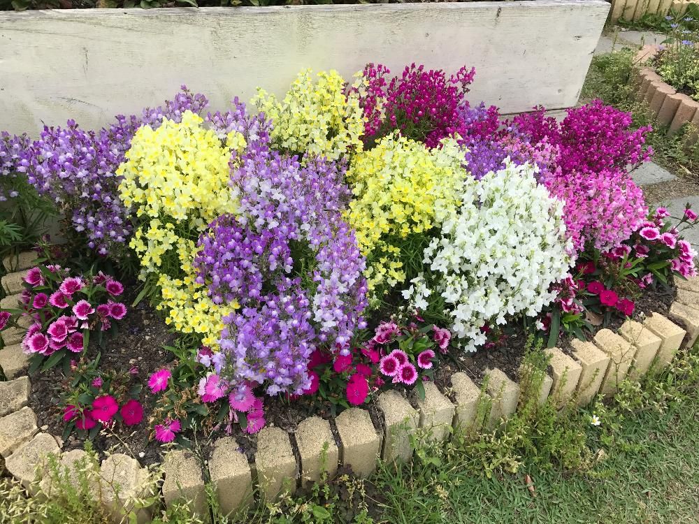 リナリア(姫金魚草)　花壇　カラフルな花