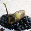 マンゴーの木の育て方 種から栽培できる 葉が枯れる理由は Greensnap グリーンスナップ マンゴーの木の育て方 種から栽培できる 葉が枯れる理由は Greensnap グリーンスナップ