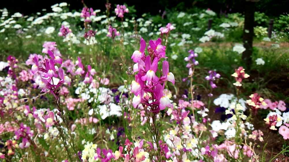 美しい花の画像 最新のhdリナリア 花