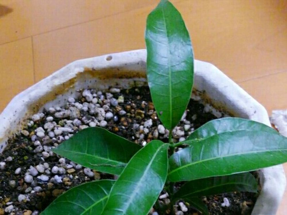 マンゴーの木　鉢植え　葉