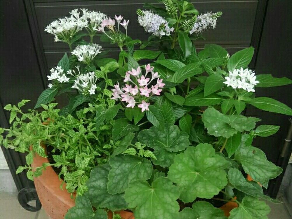 ヘーベ　鉢植え　白い花　薄桃色の花