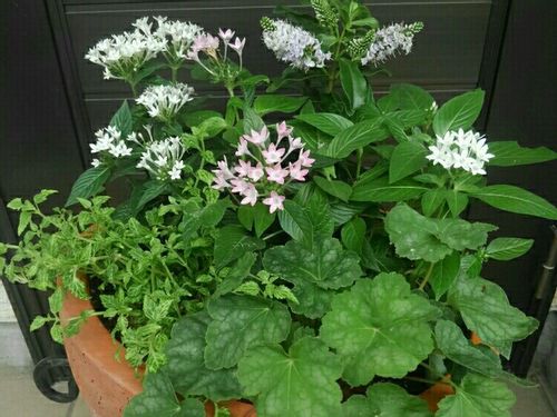 ヘーベの育て方 日当たりや水やりの加減は Greensnap グリーンスナップ