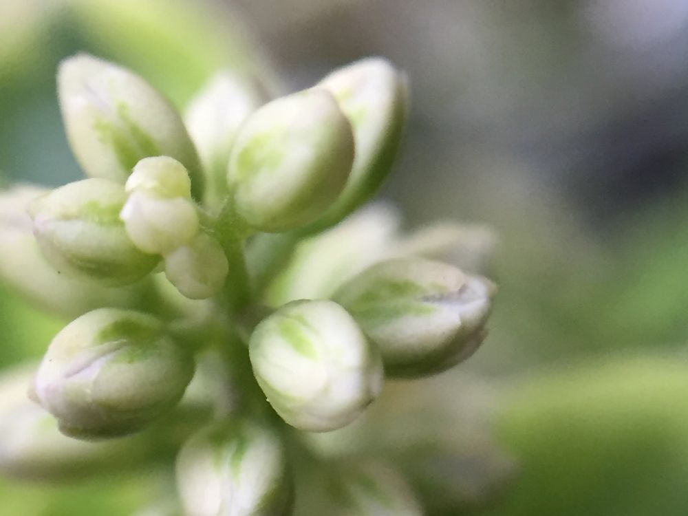 ヘーベ　白い蕾