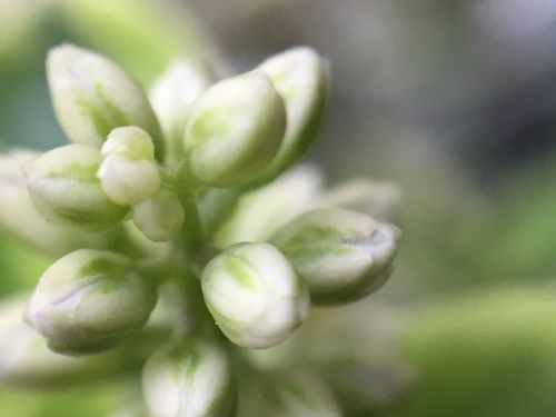 ヘーベの育て方 日当たりや水やりの加減は Greensnap グリーンスナップ