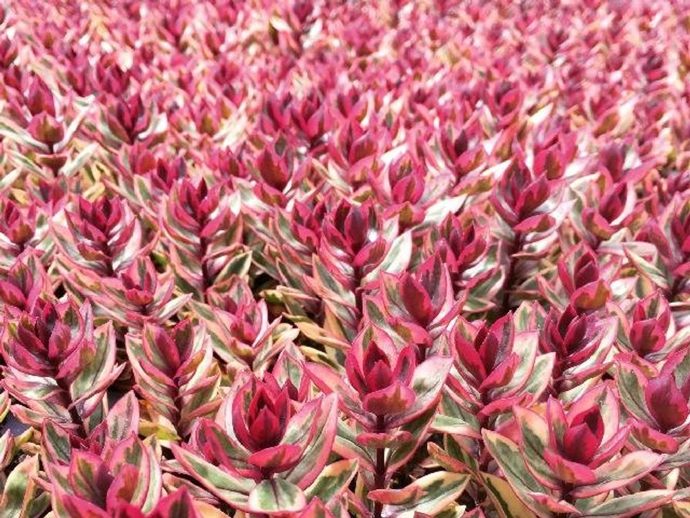 ヘーベ　赤い花