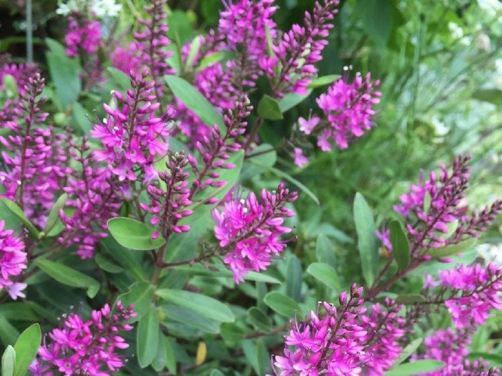 ヘーベ　紫色の花