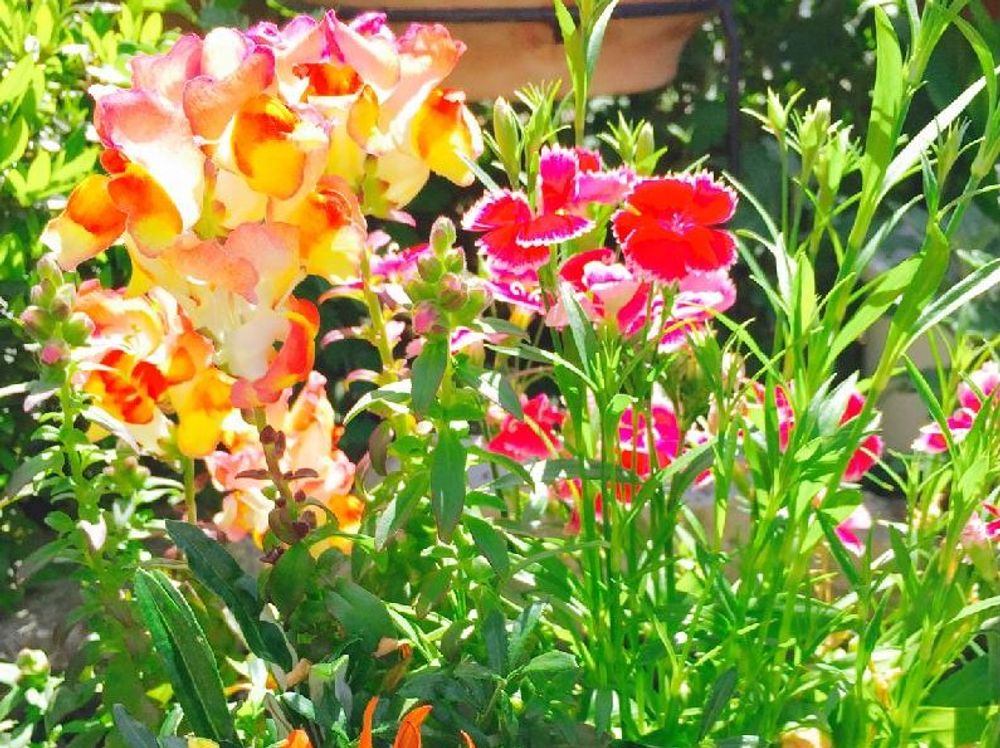 キンギョソウ(金魚草)　花　日当たり