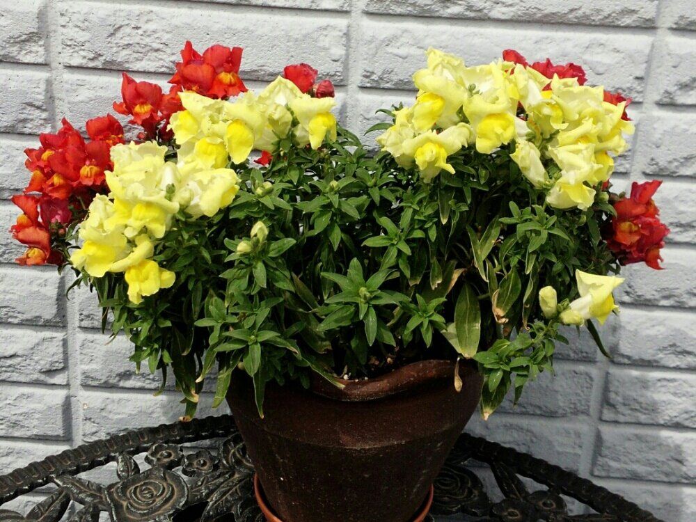 キンギョソウ(金魚草)　鉢植え　赤黄色の花