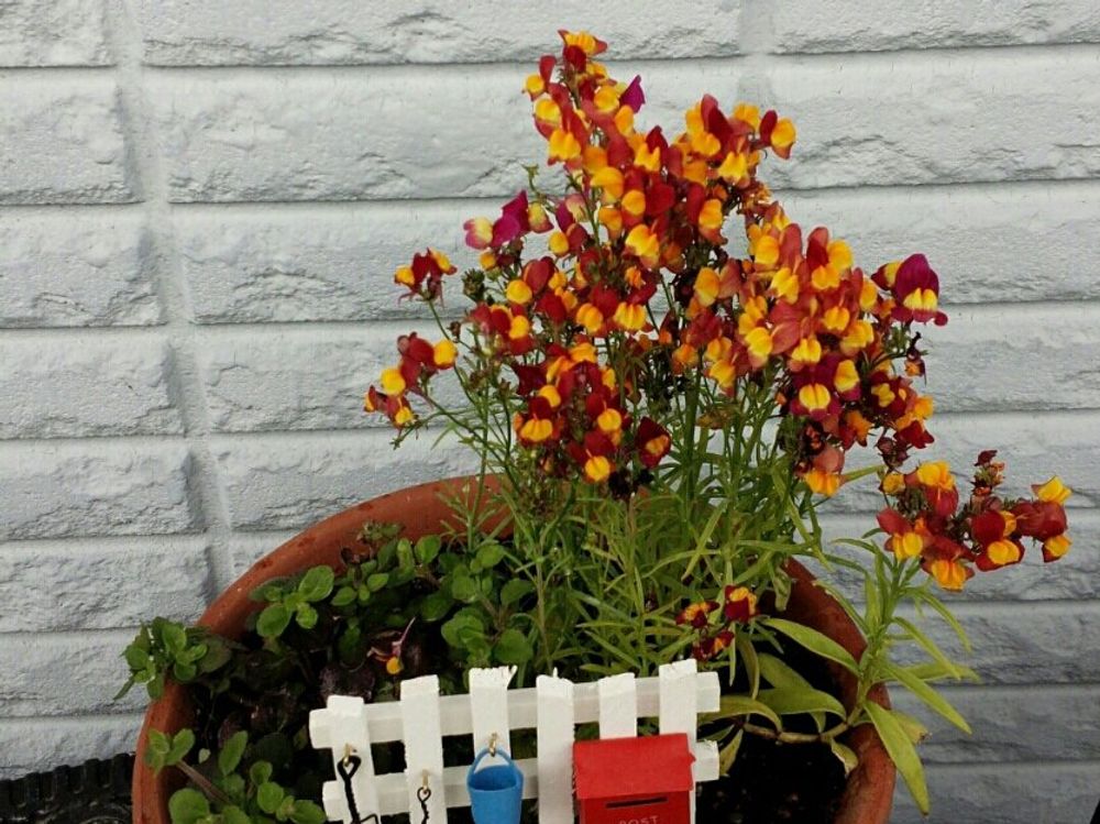 キンギョソウ(金魚草)　鉢植え　花