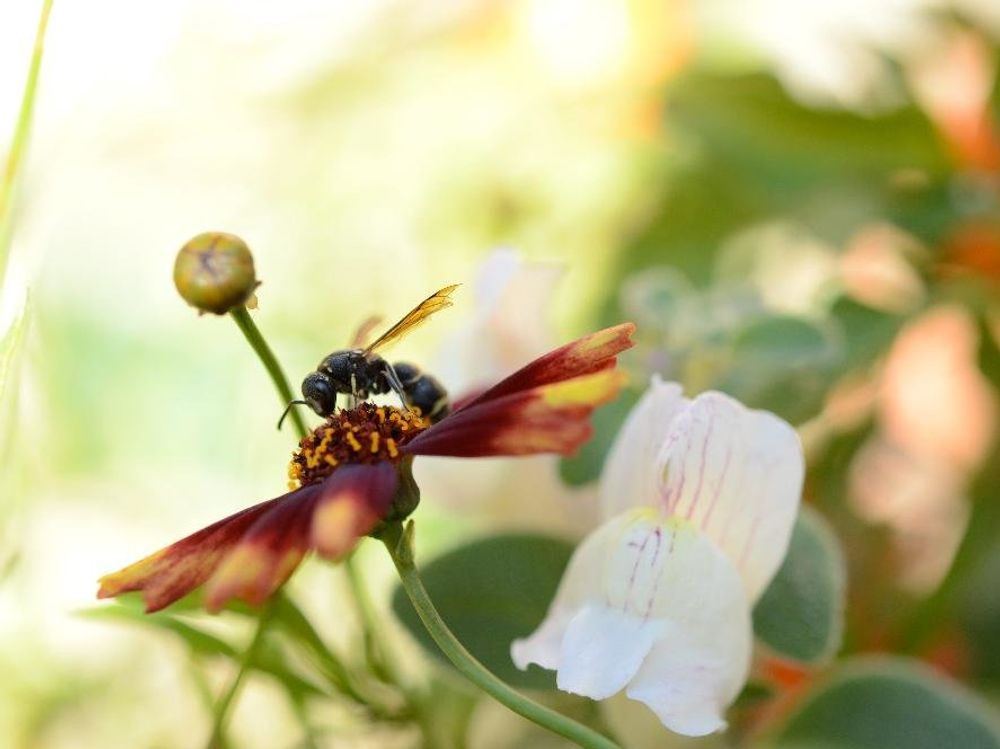 キンギョソウ(金魚草)　花　ミツバチ