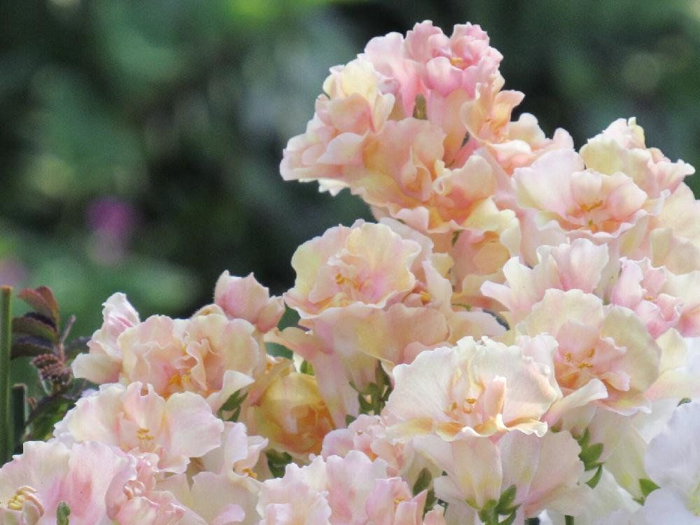 キンギョソウ(金魚草)　ピンク色の花