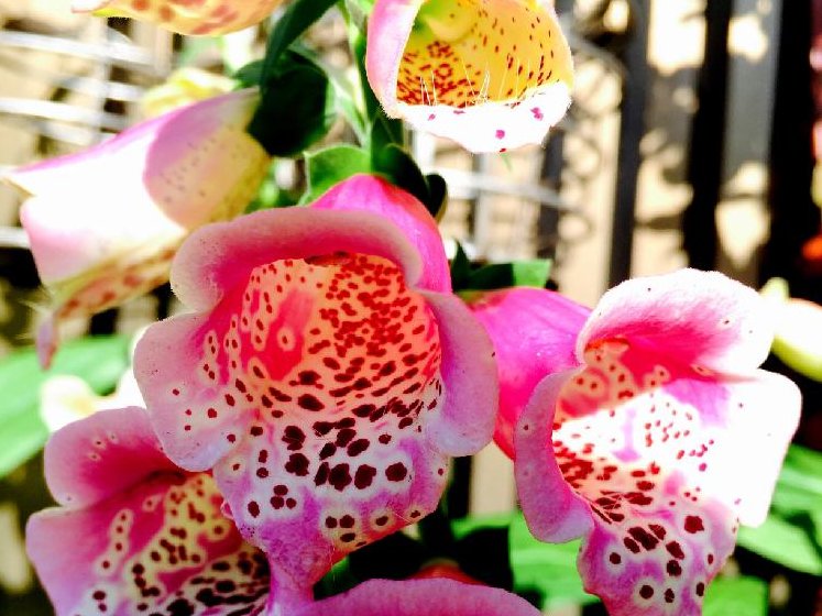 ジギタリス　ピンク色の花