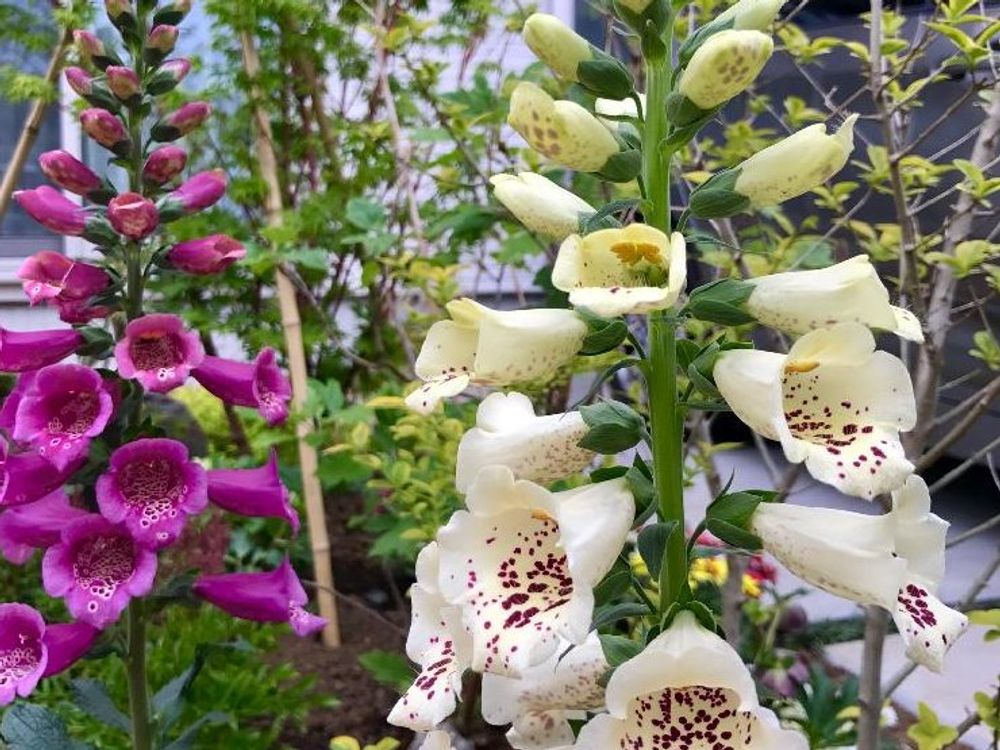 ジギタリス　白い花