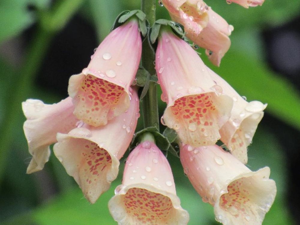 ジギタリス　桃色の花