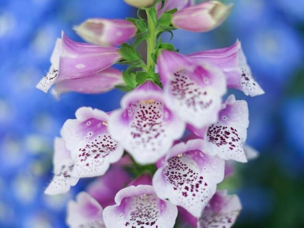 ジギタリス　紫色の花