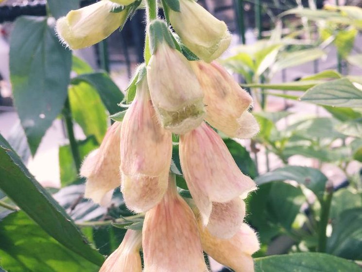 ジギタリス　桃色の花