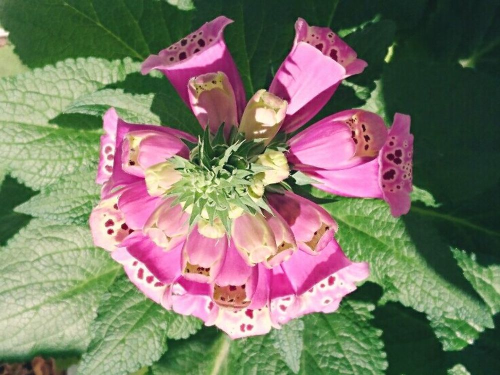 ジギタリス　ピンク色の花