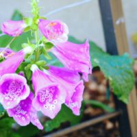 ジギタリスの育て方｜種まきや植え替えの時期、増やし方は？の画像