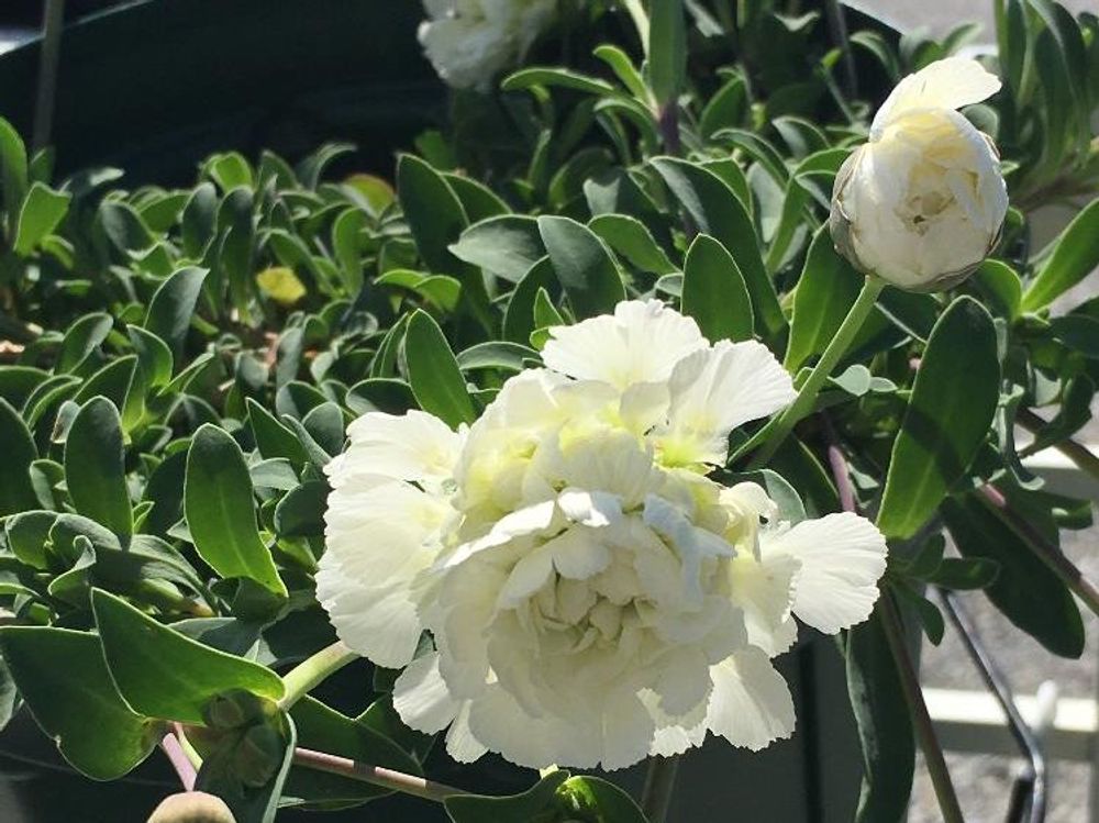 シレネ　白い花