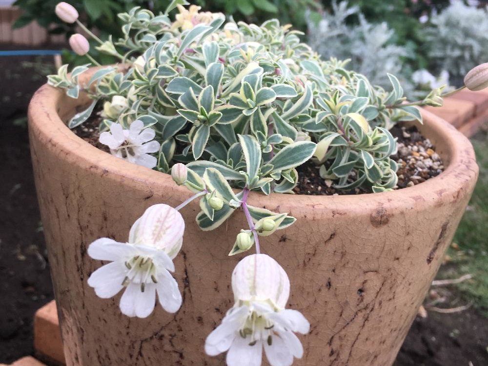シレネ　鉢植え　白い花