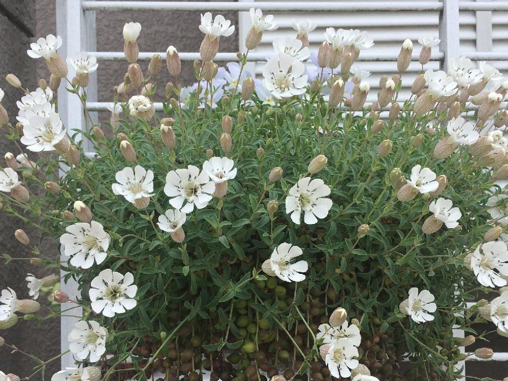 シレネ　白い花