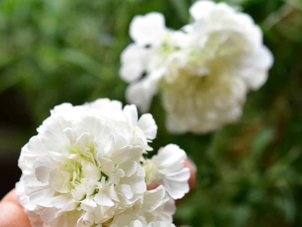 シレネ　白い花