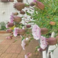 シレネの育て方｜種まきの時期や増やし方は？の画像