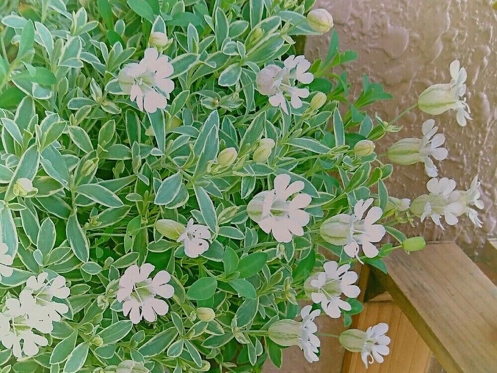 シレネ　葉　白い花