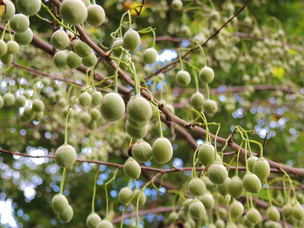 エゴノキ　緑色の実