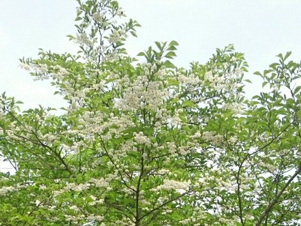 エゴノキ　白い花