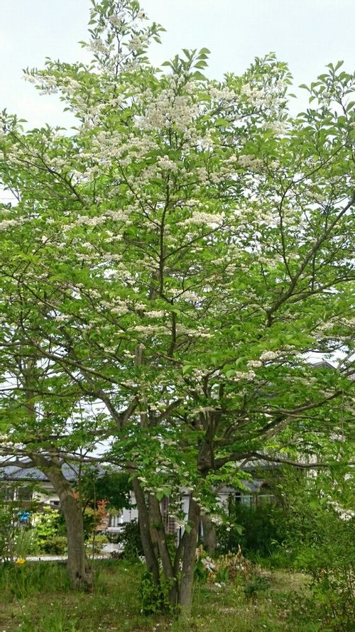 エゴノキの育て方 植え付けや植え替えの時期と方法は Greensnap グリーンスナップ