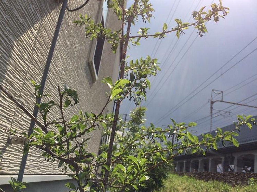 エゴノキ　地植え　葉