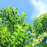 エゴノキの育て方｜植え付けや植え替えの時期と方法は？の画像