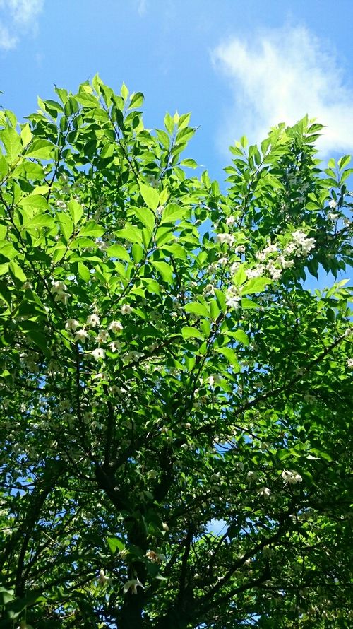 エゴノキの育て方 植え付けや植え替えの時期と方法は Greensnap グリーンスナップ