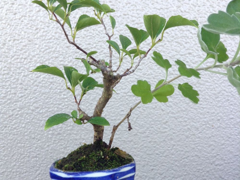 エゴノキ　鉢植え　株