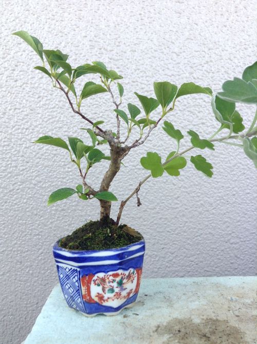 エゴノキの育て方 植え付けや植え替えの時期と方法は Greensnap グリーンスナップ エゴノキの育て方 植え付けや植え替えの時期と方法は Greensnap グリーンスナップ